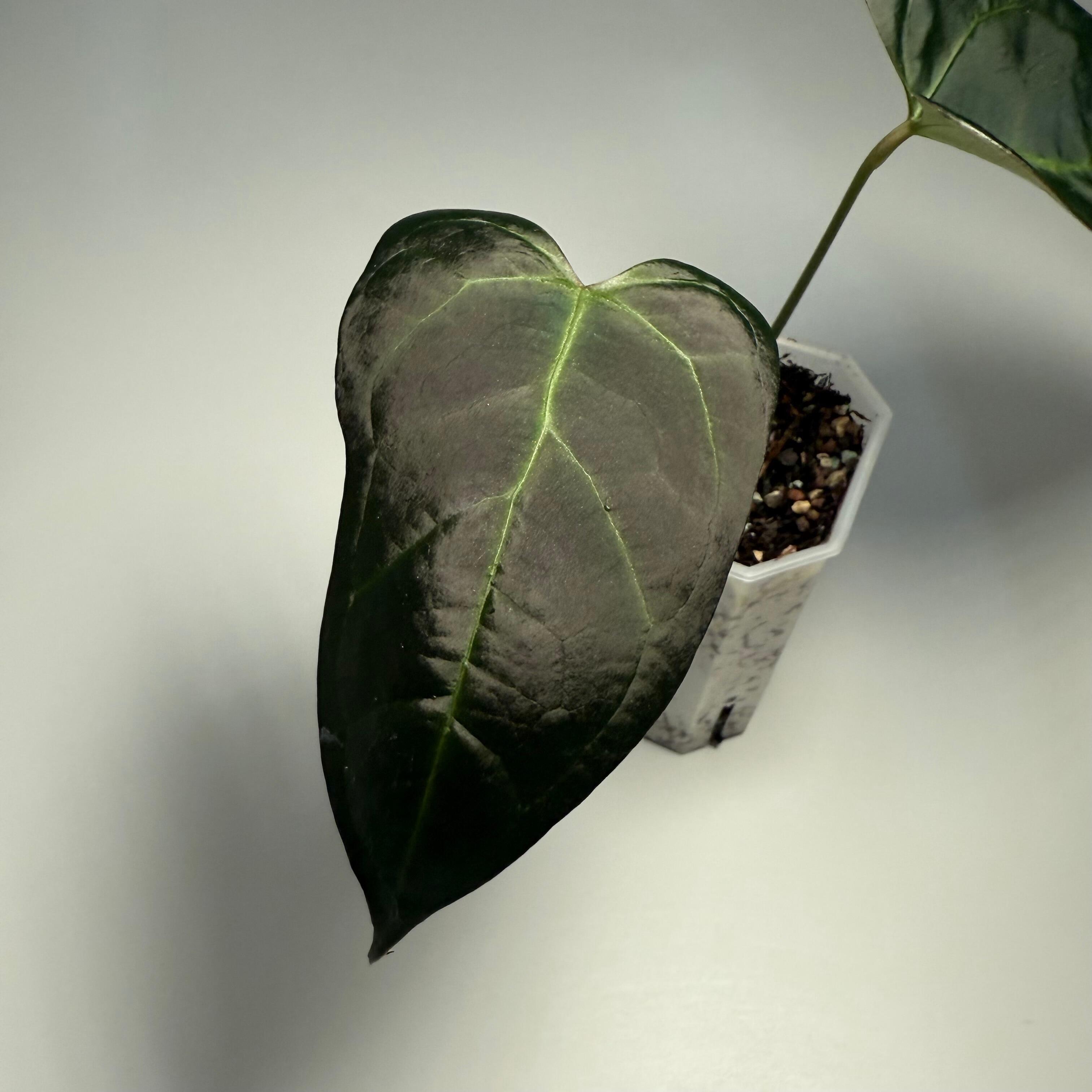 Plant for sale