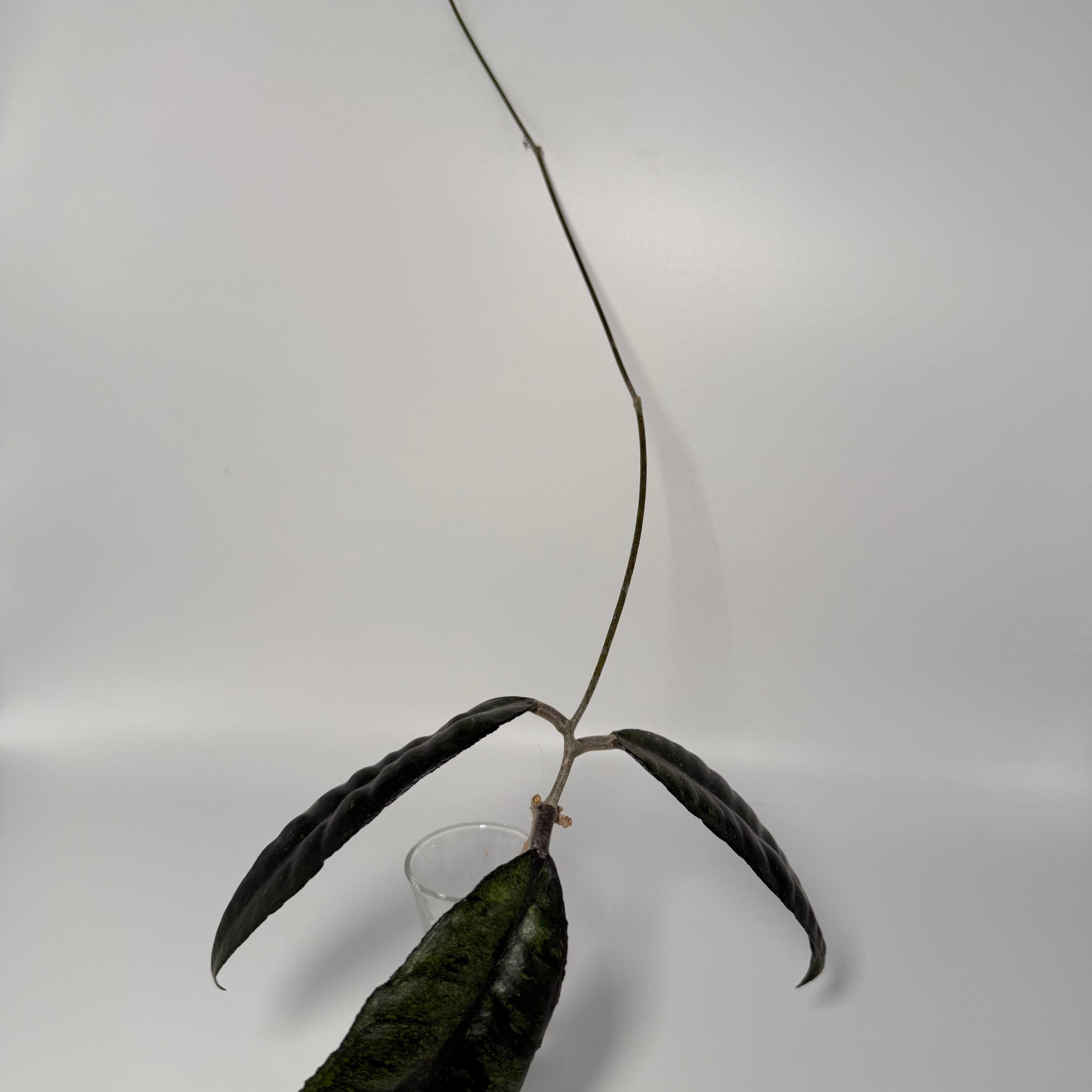 Prop for sale