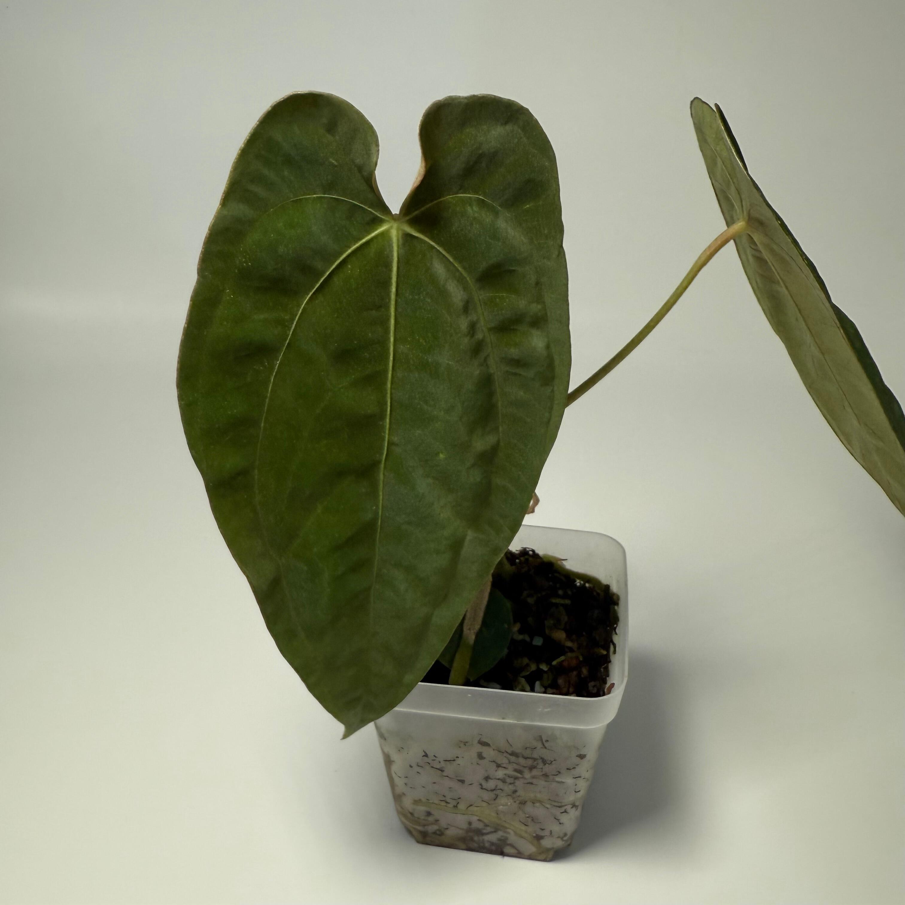 _Anthurium papillilaminum RA6 x (RA1 x RA5)