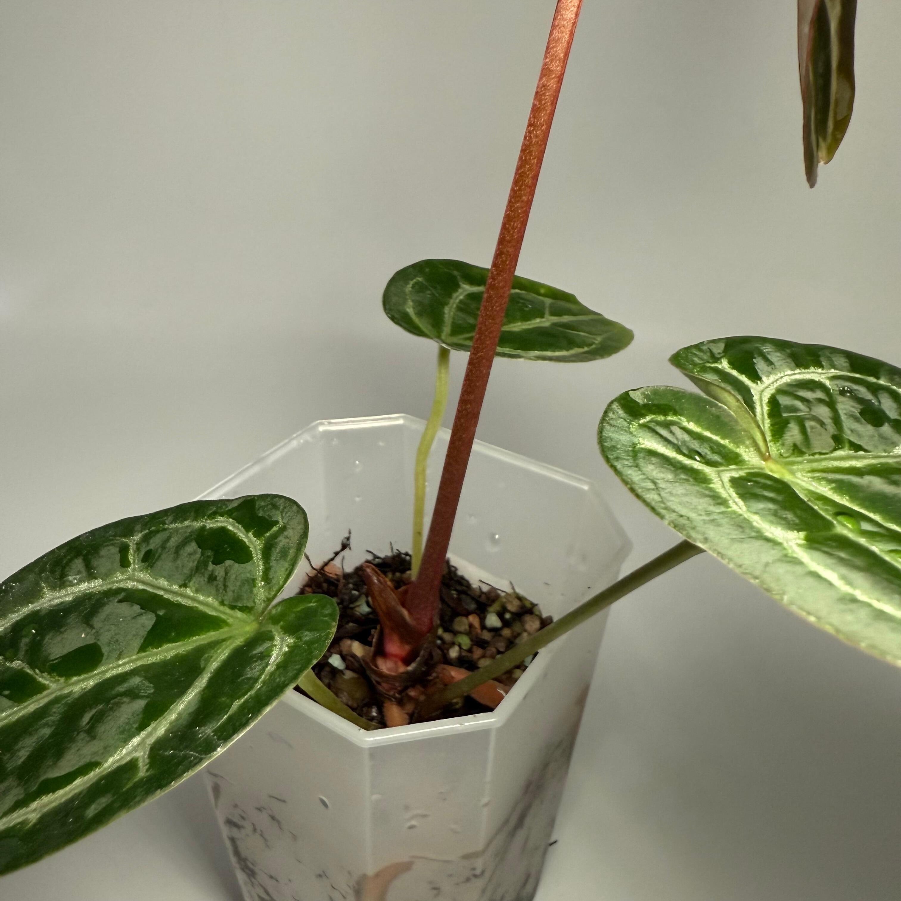 _Anthurium (FTG x self) x Doc Block f2