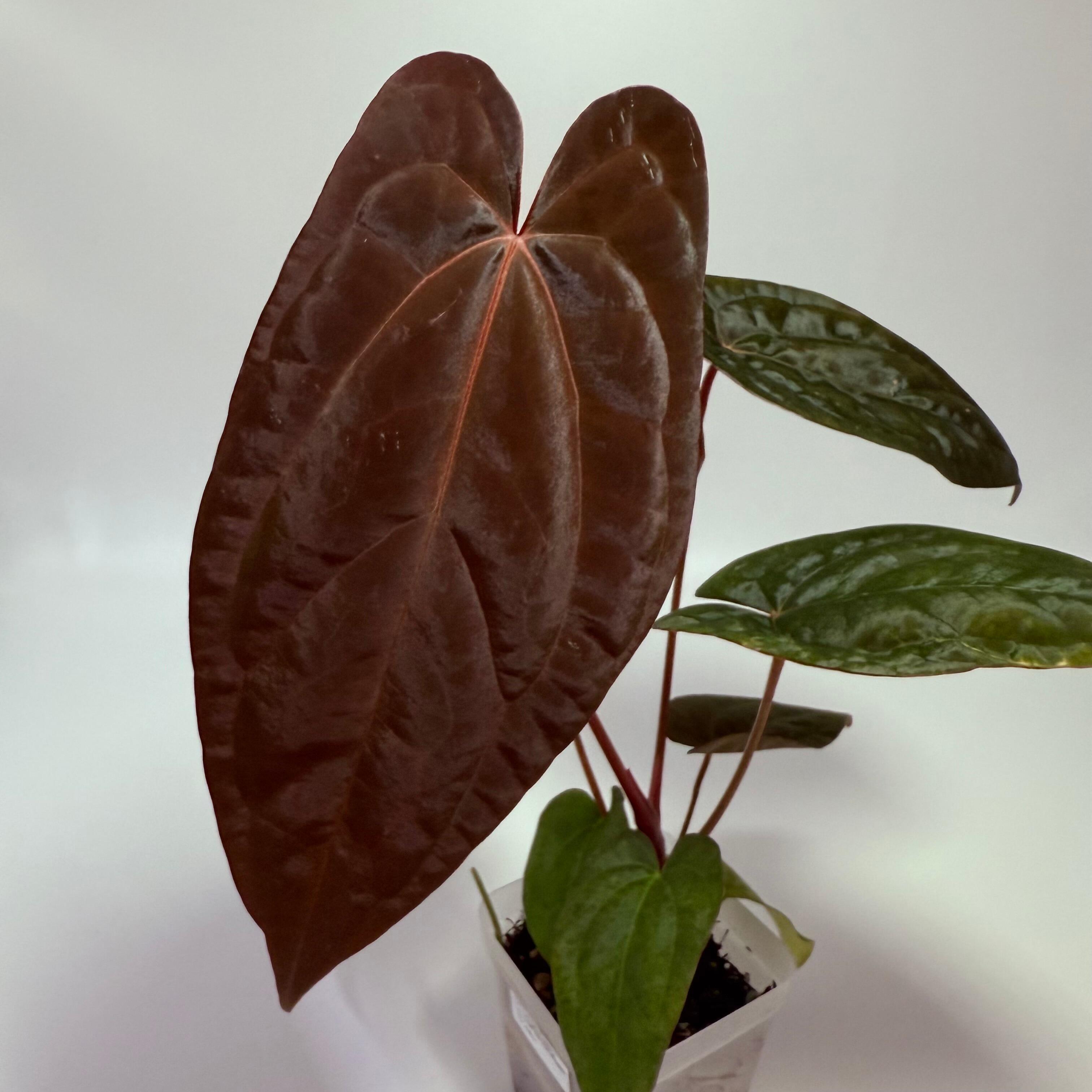 アンスリウム　fortsherman x antolakii Anthurium Fort Sherman x BVEP (Antolakii) 🌱🌱 The shape of Fort