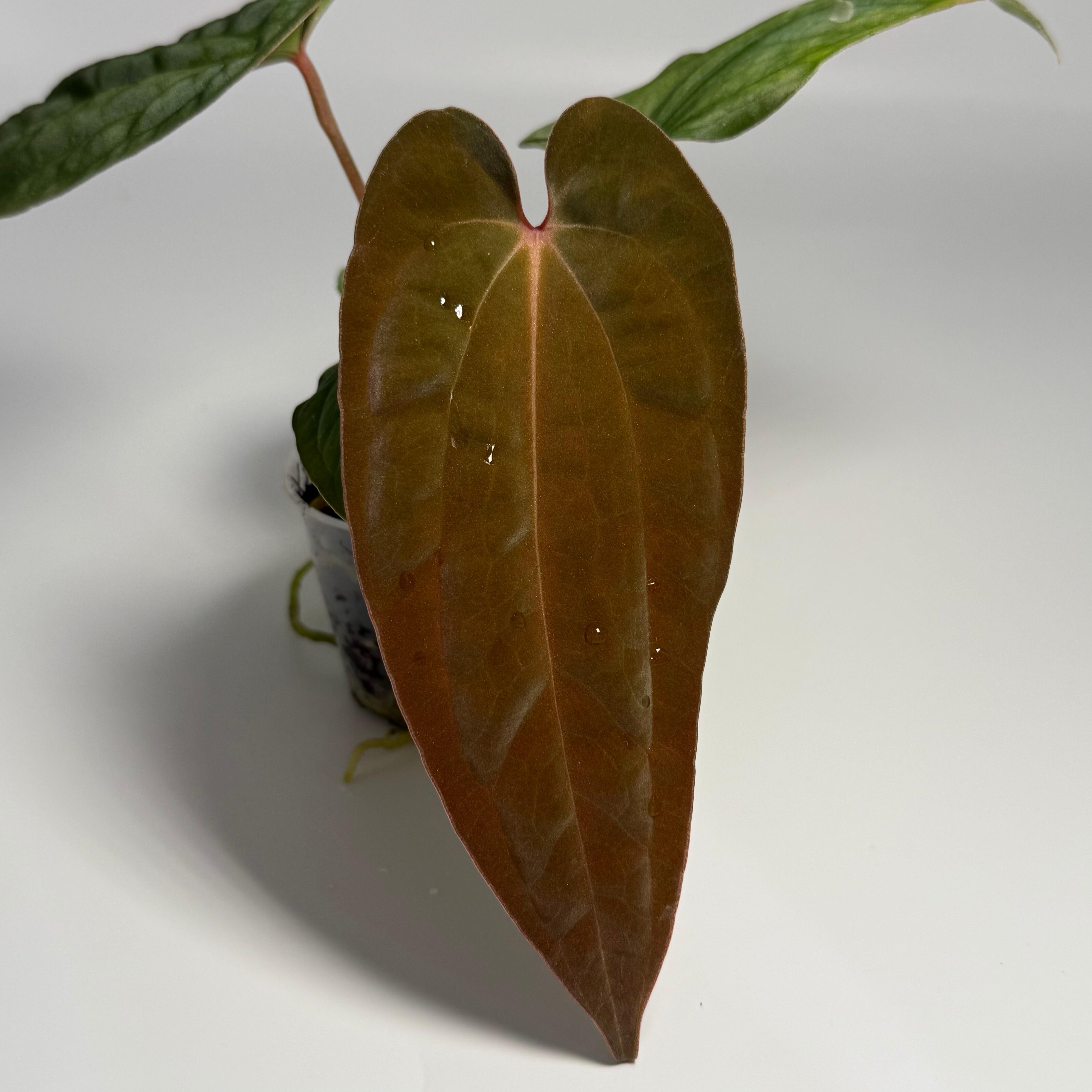 anthurium antolakii × self scott cohen Anthuroom】Anthurium