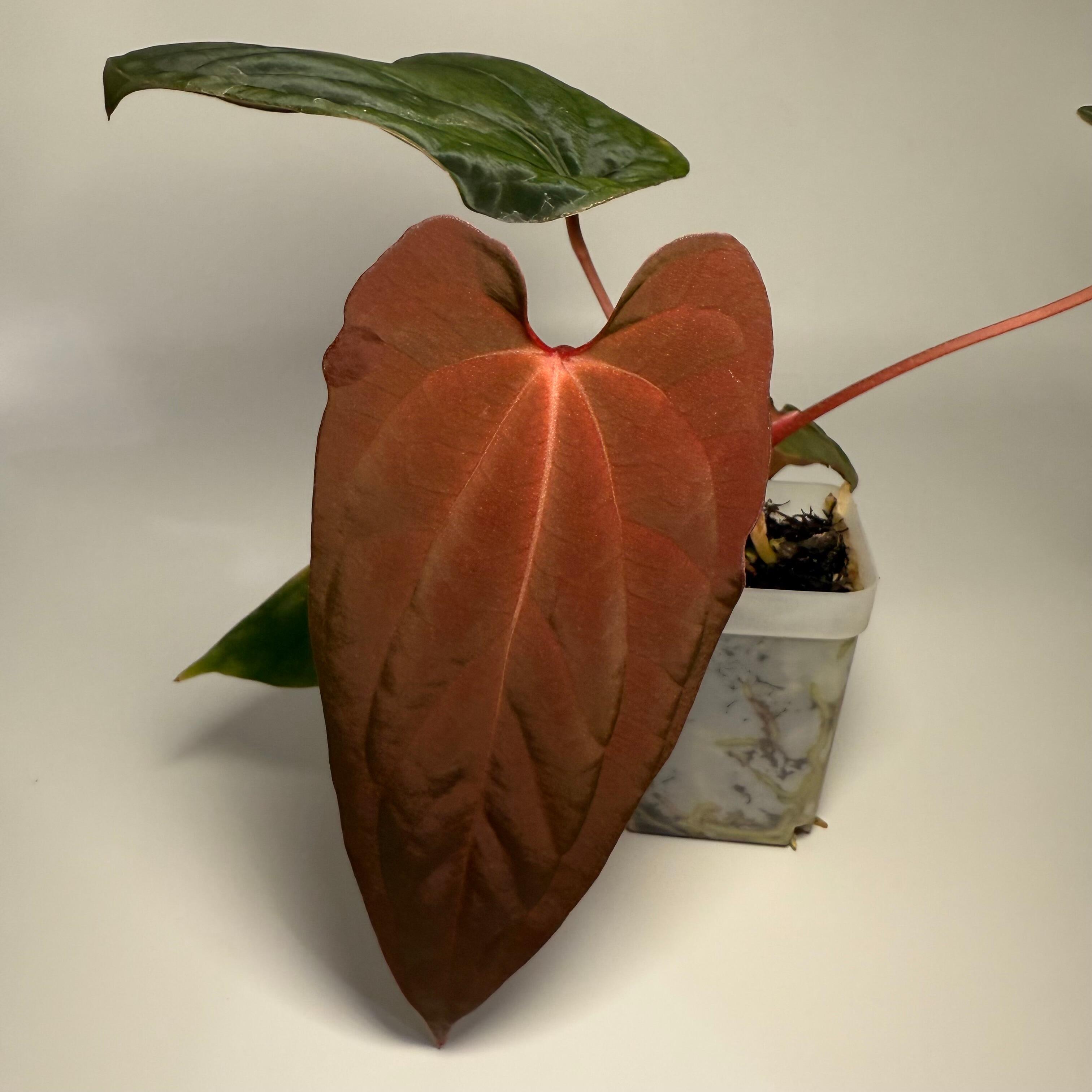 _Anthurium antolakii AKA BVEP