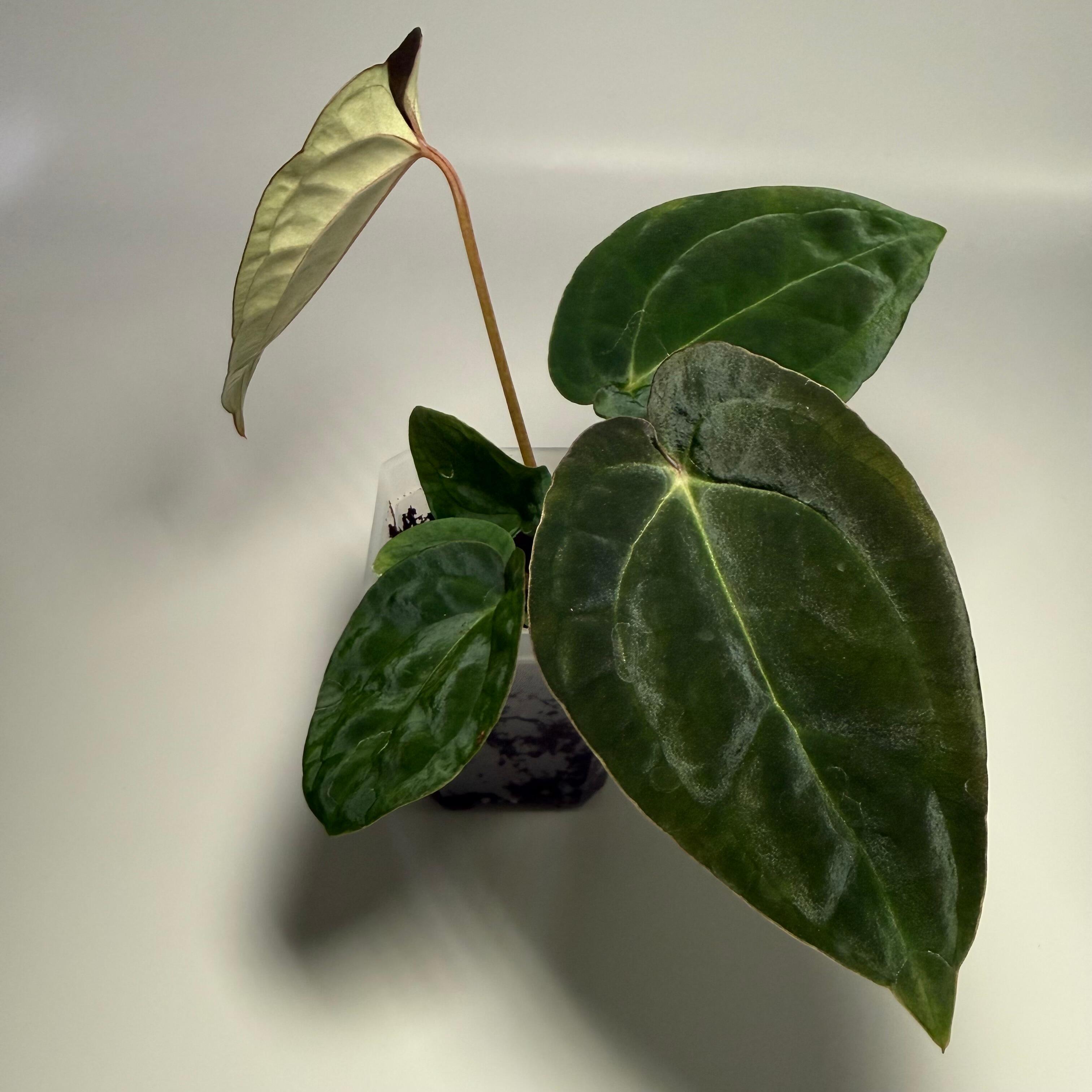 Anthurium Enid's Bench x antolakii / BVEP RA8xRA9