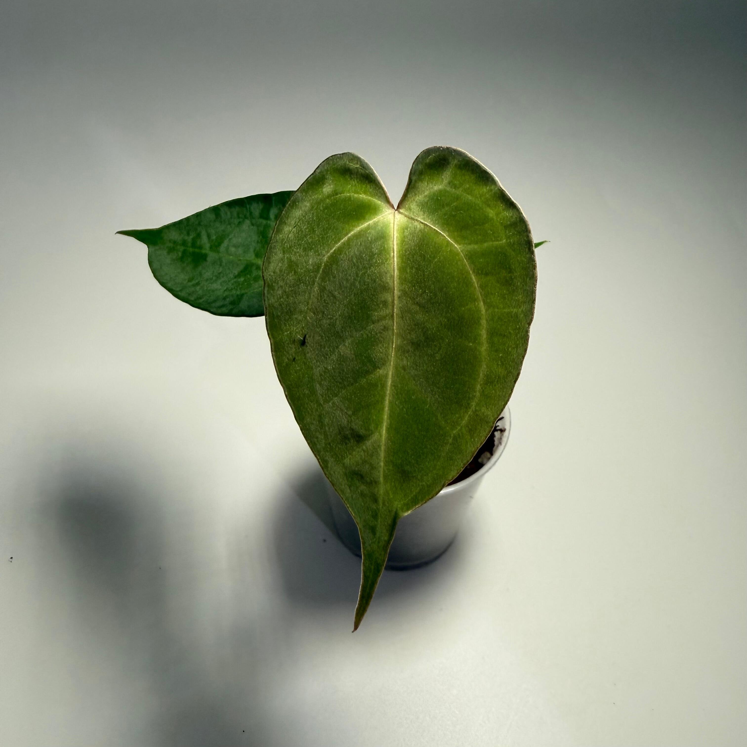 Anthurium (kunayalense x papillilaminum) x self