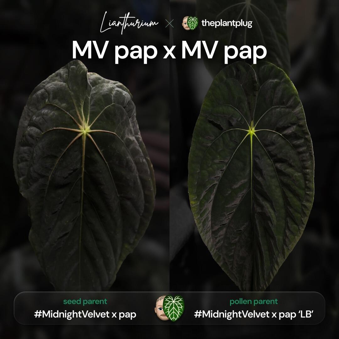 Anthurium Midnight Velvet x papillilaminum f2