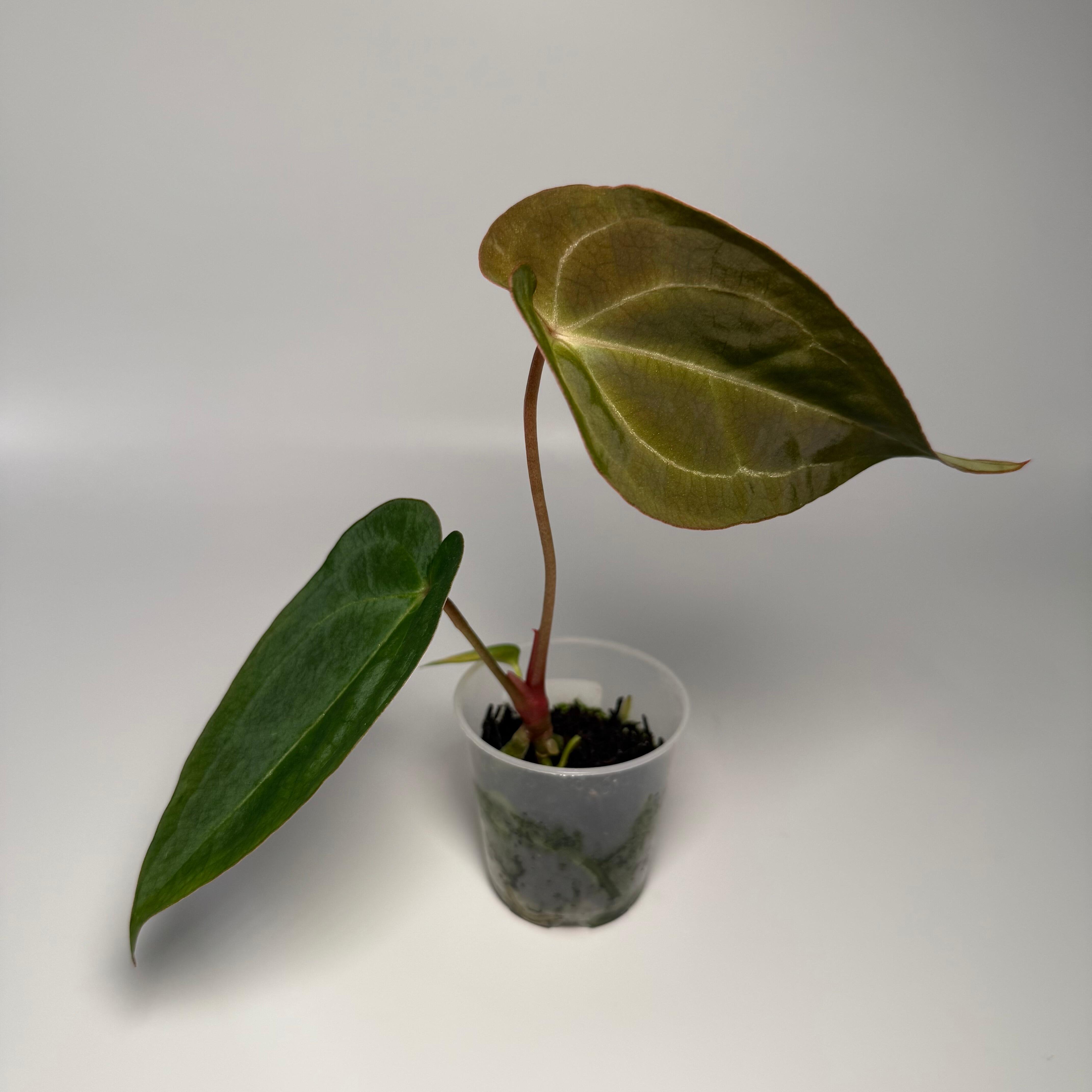 Anthurium papillilaminum var x (NSE port x pap Fort Sherman)