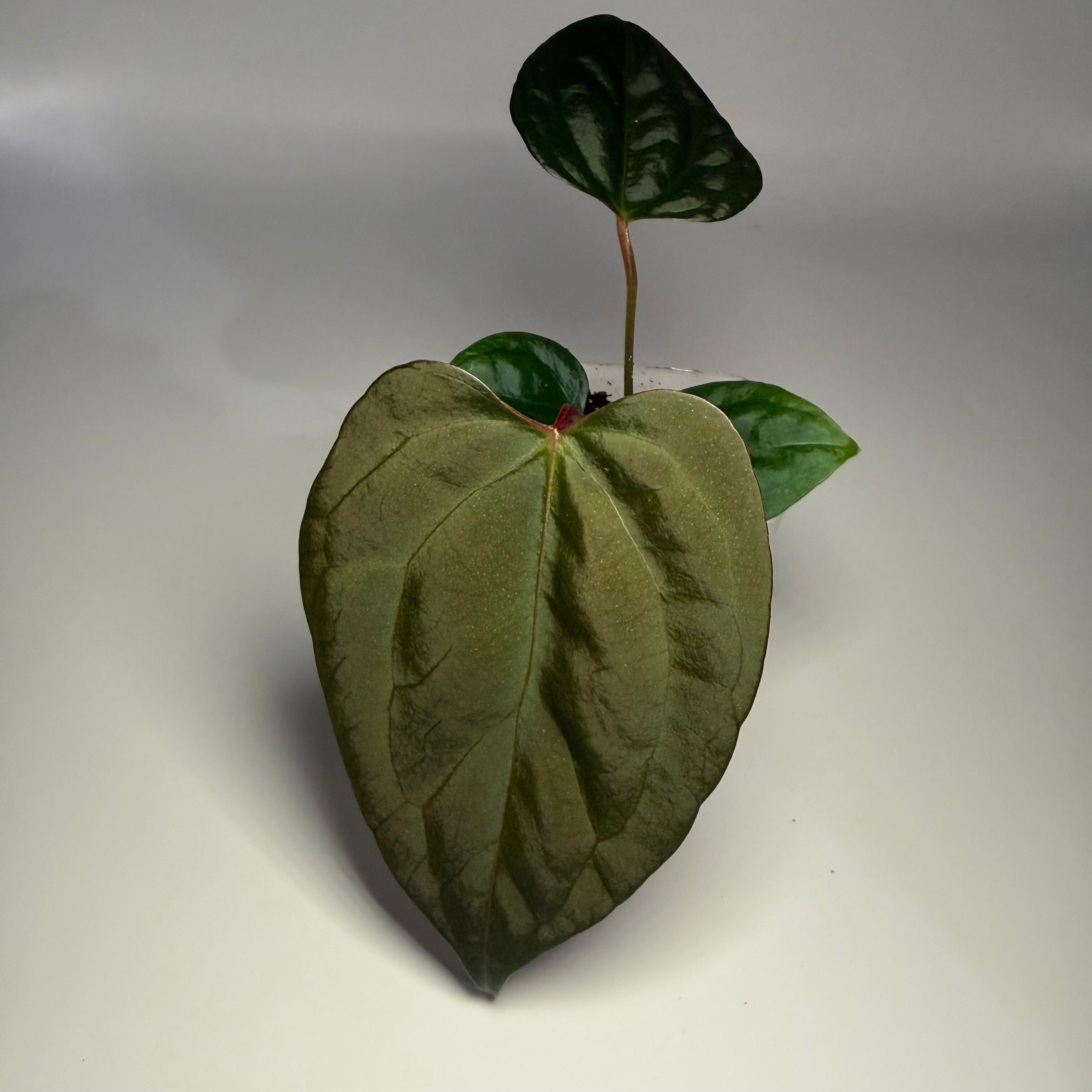 _Anthurium Ace of Purple x (Zara x Michelle)