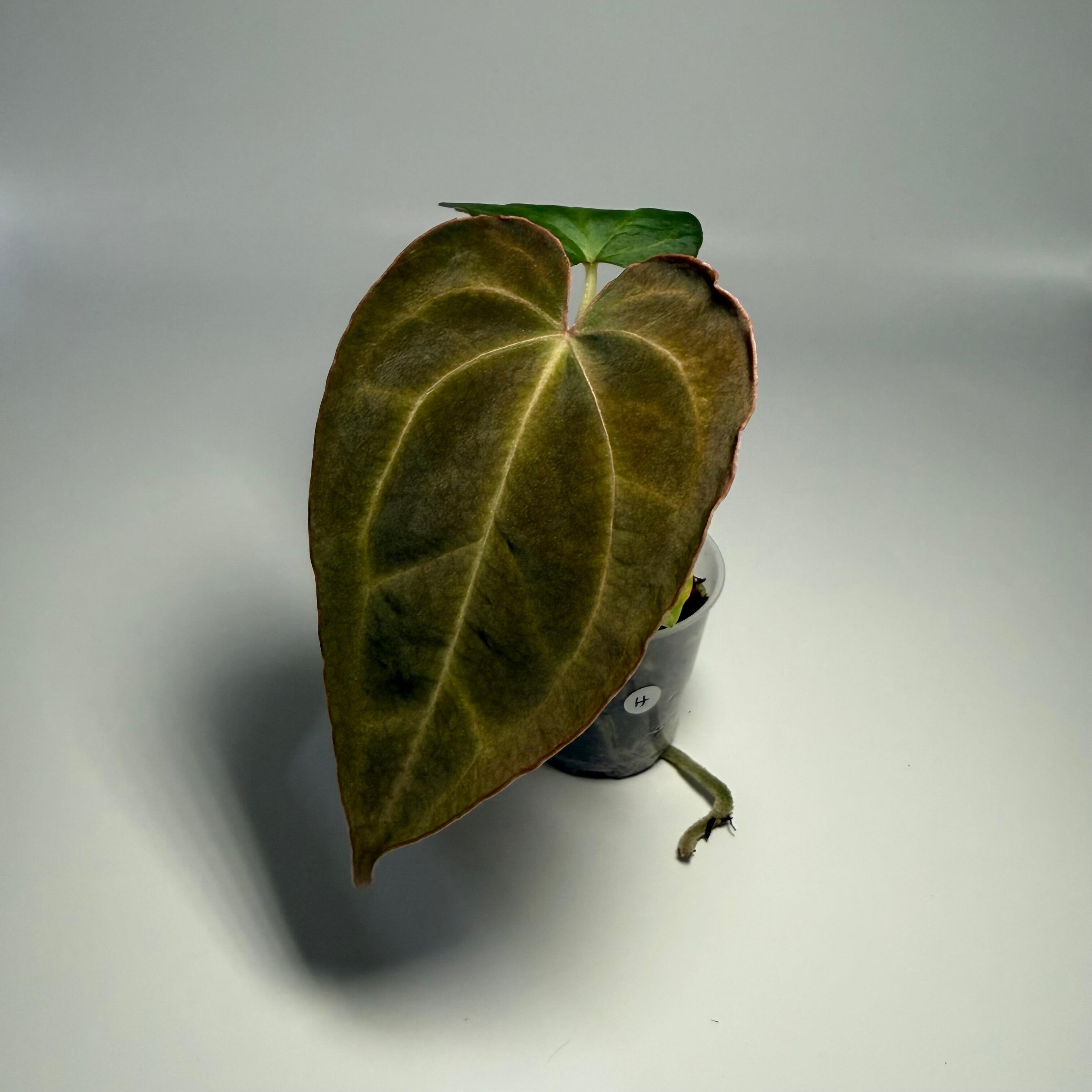 Anthurium (FTG crystallinum x Red Crystal?) x open