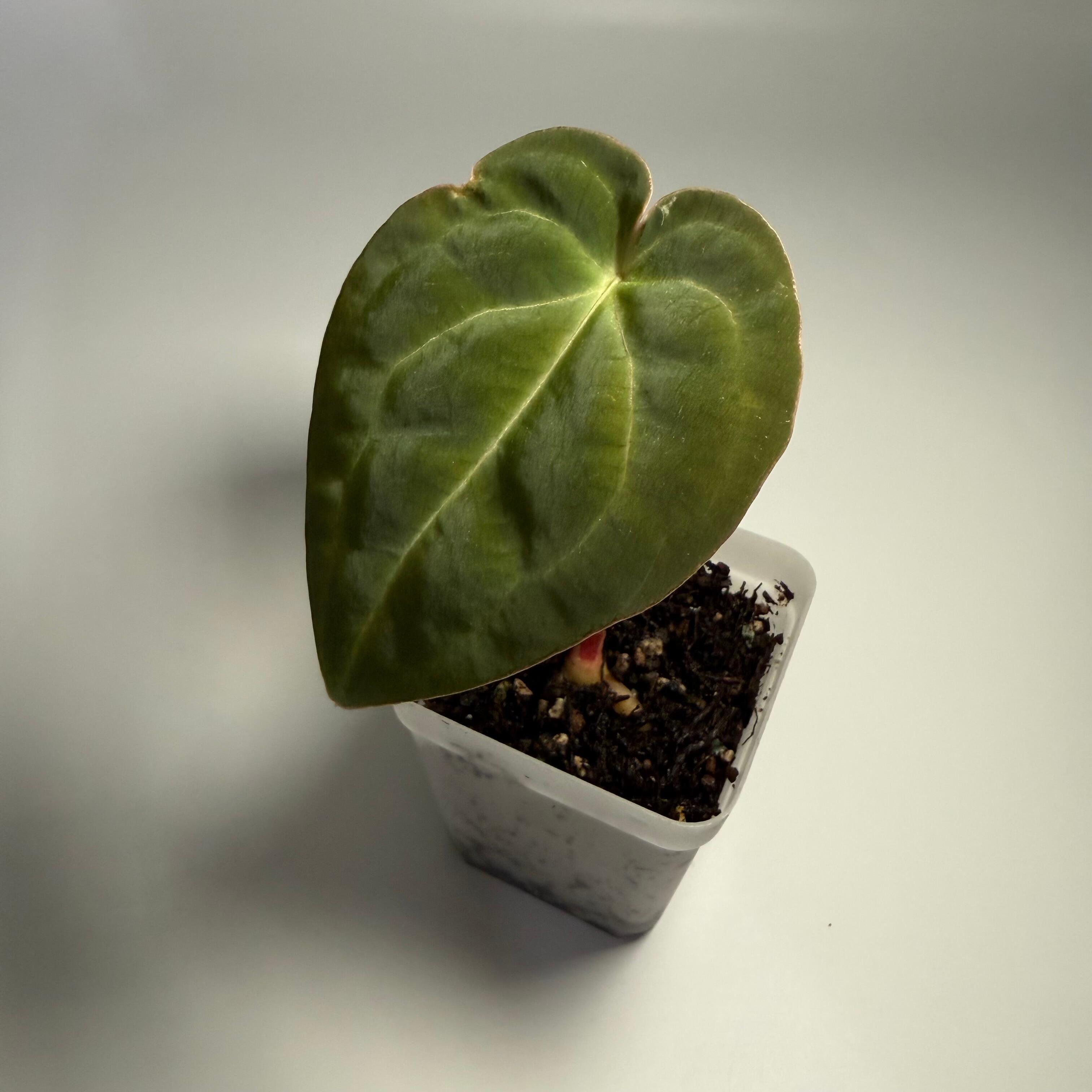 _Anthurium carlablackiae (GPH001 x self) x papillilaminum (RA5 x self)