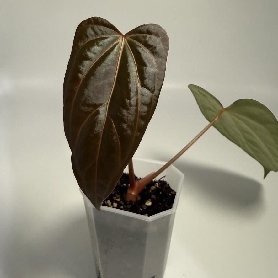 Anthurium carlablackiae x Indo Port