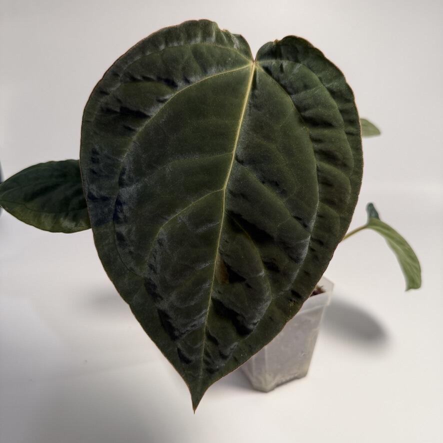 künstlicher bonsai groß Gasper Künstlicher Bonsai Lärche Han Kengai H90cm mit Topf – Le Gioie