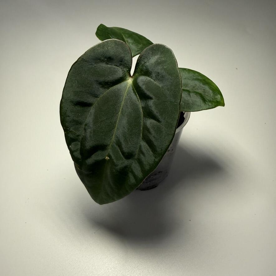 Anthurium dressleri RG F1B x carlablackiae Amanda