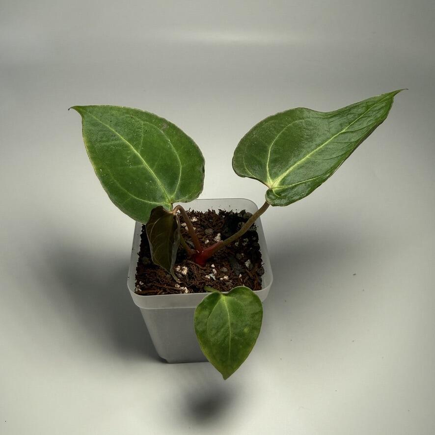 Anthurium (kunayalense x papillilaminum) x self