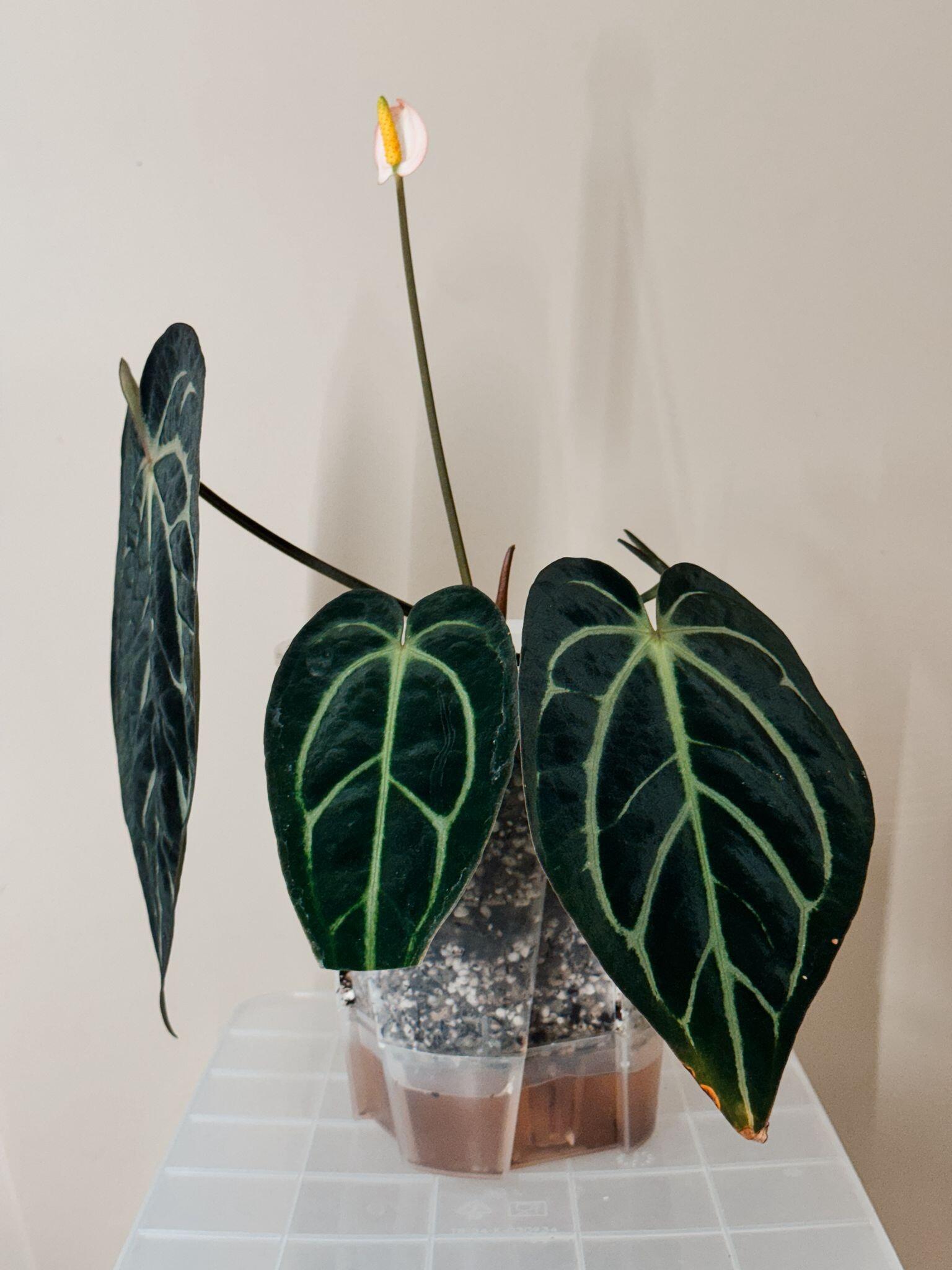 Anthurium carlablackiae [(round x GPH001 #1) x GPH001]