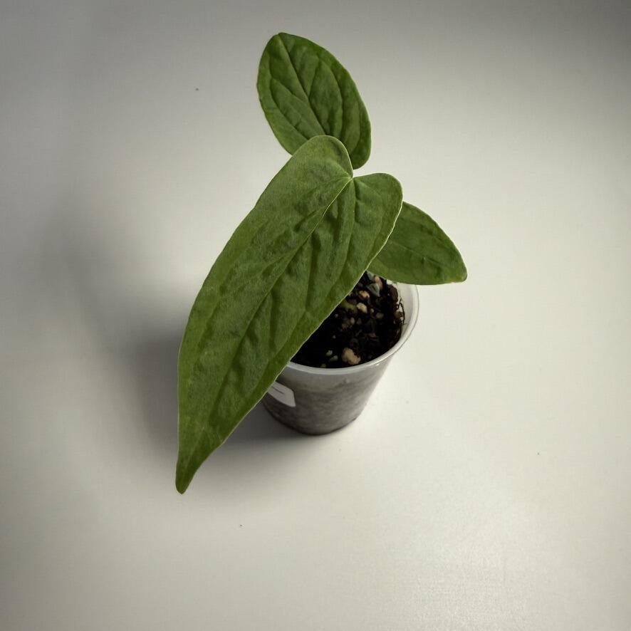 ist bogenhanf eine sukkulente Sansevieria Laurentii (Bogenhanf) – Foliage Dreams