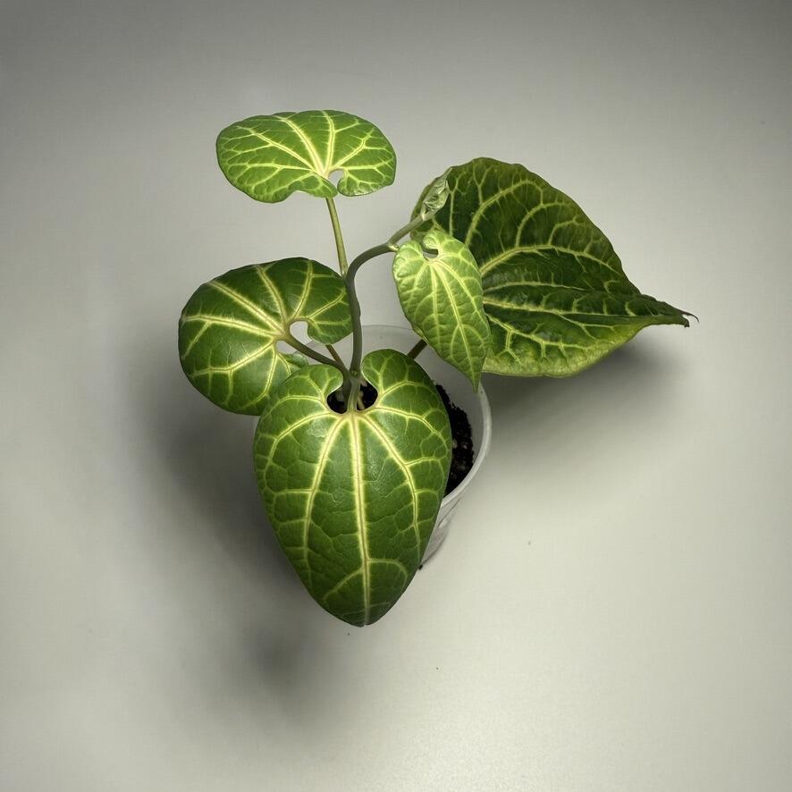 Anthurium obtusum