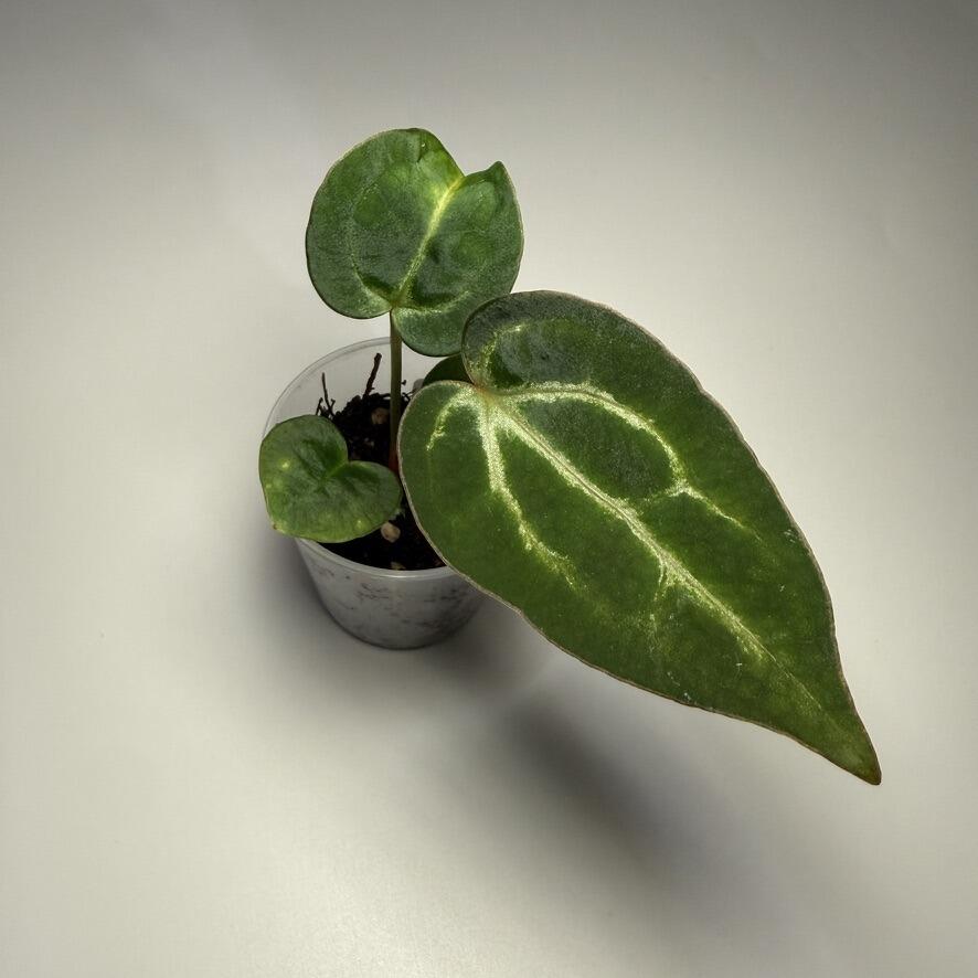 All Plants
