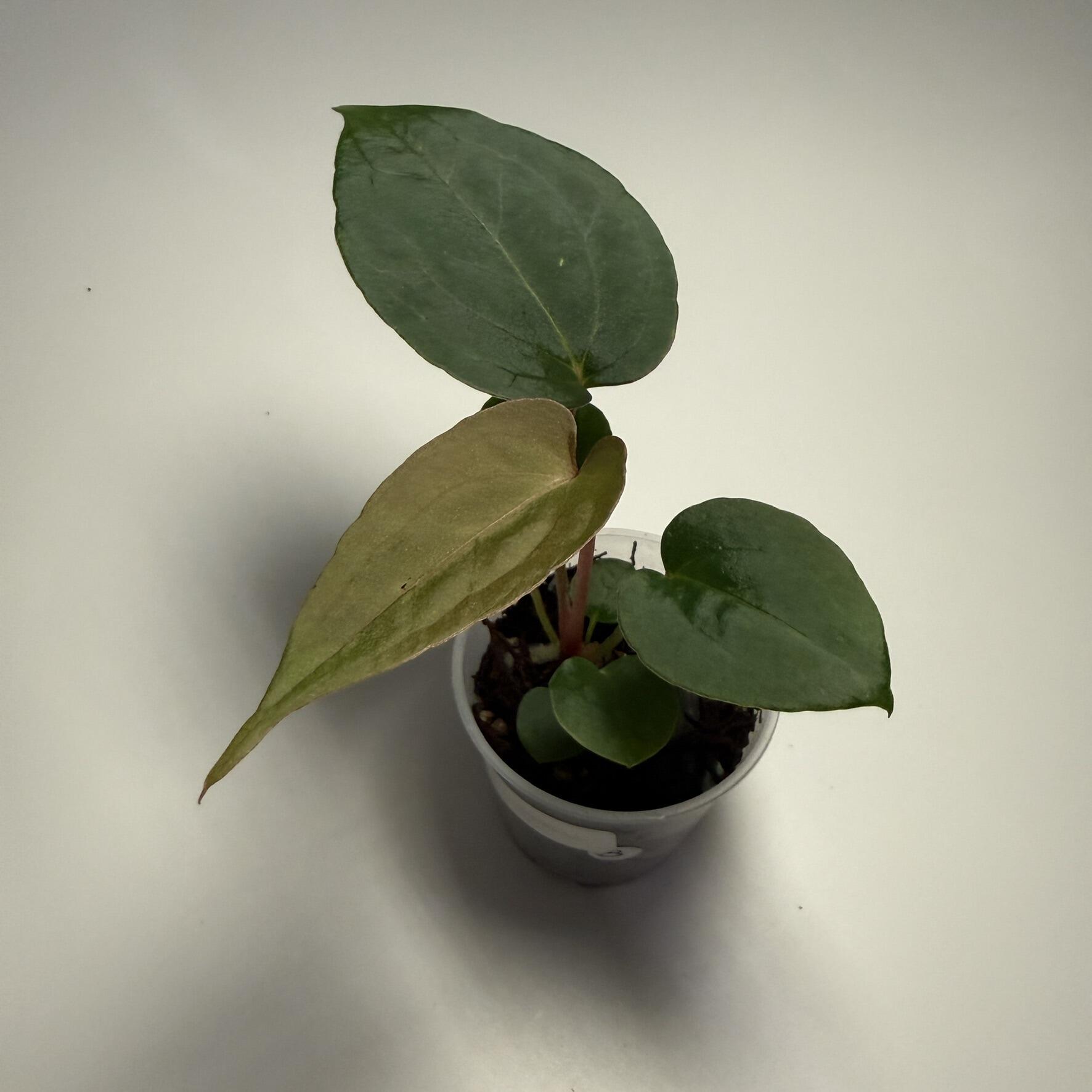 Plant B