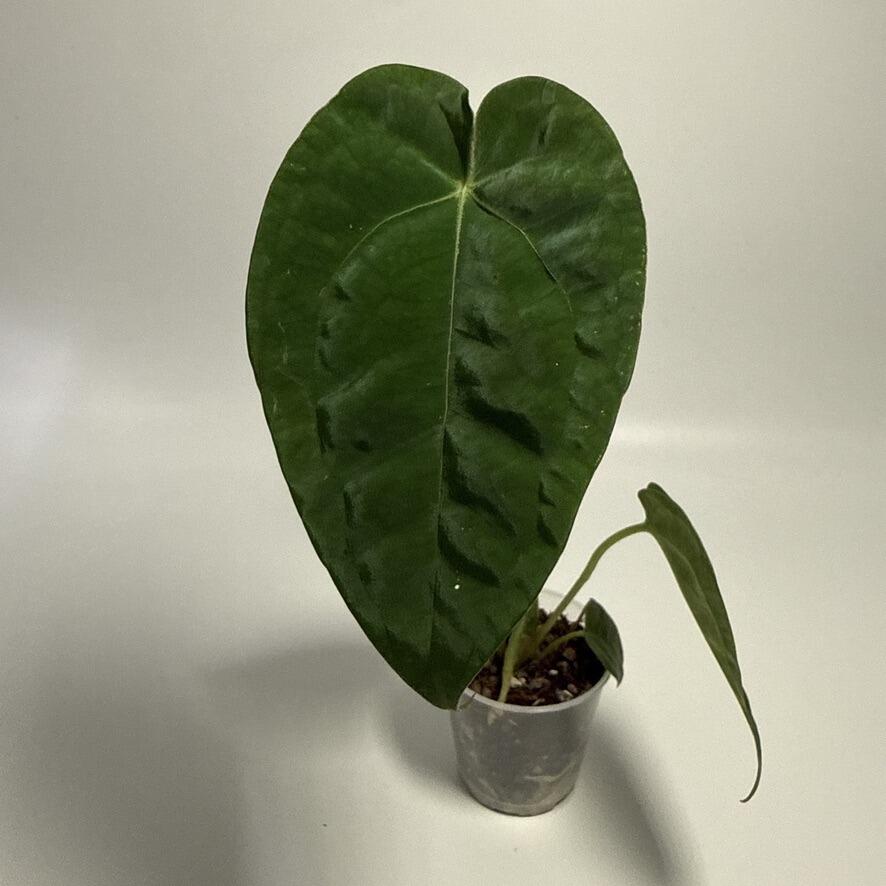 _Anthurium Black Sweet x warocqueanum