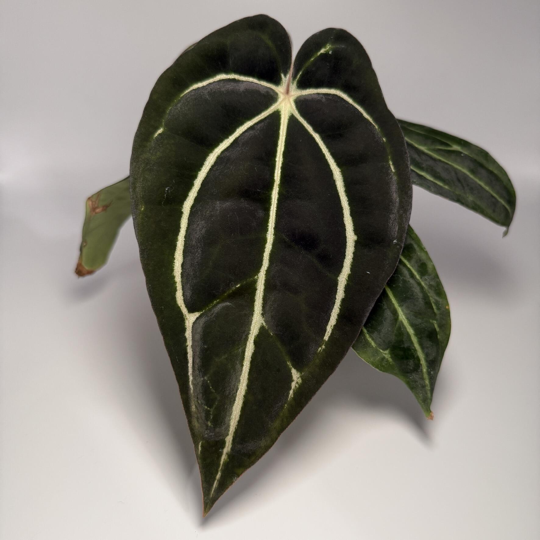 Anthurium clarinervium x clarinervium 'Neon'