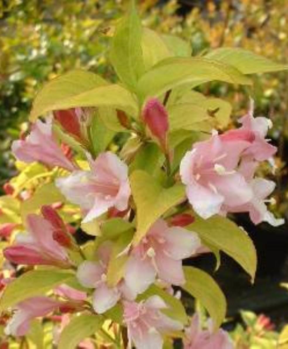 Weigela Looymansii Aurea