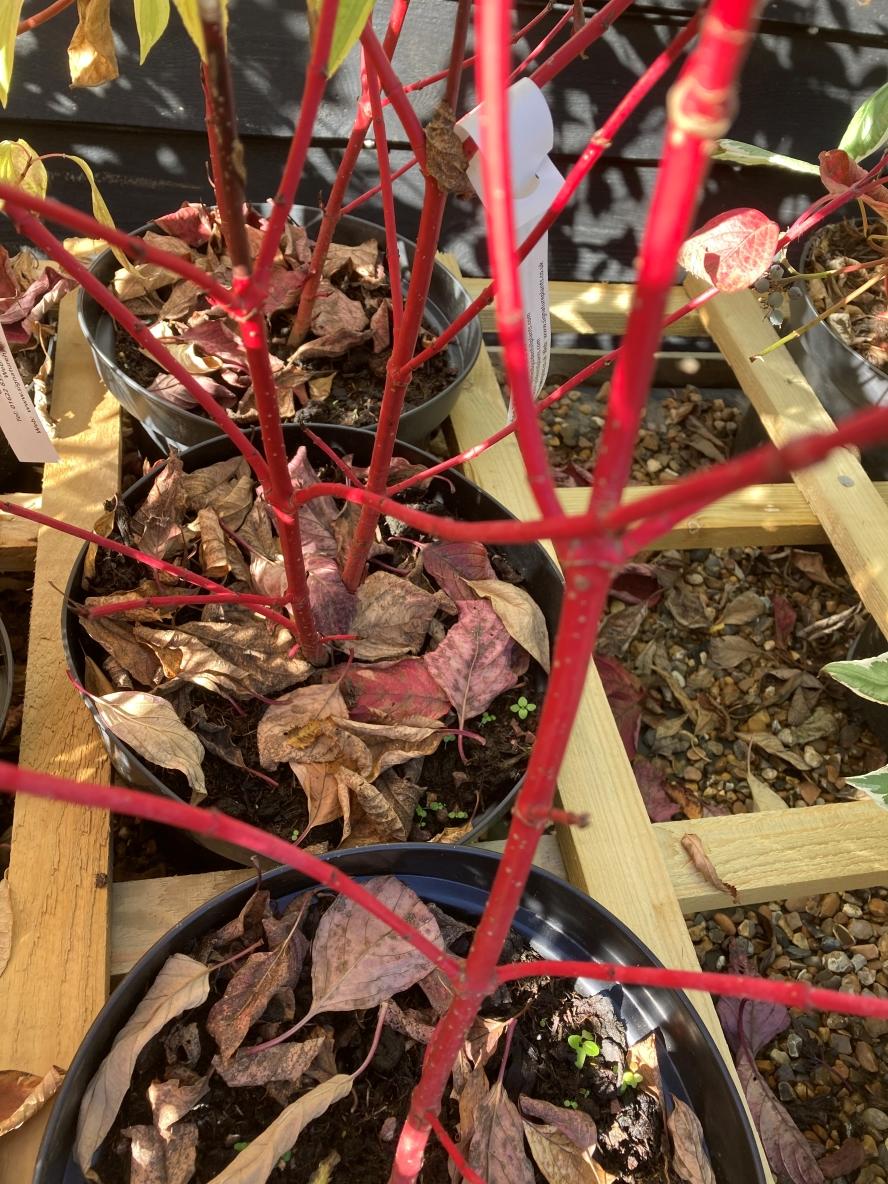 Cornus Alba Sibirica 