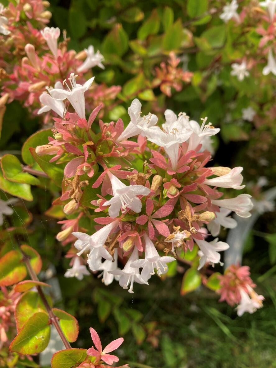 abelia-zand-little-richard-3-1.jpg