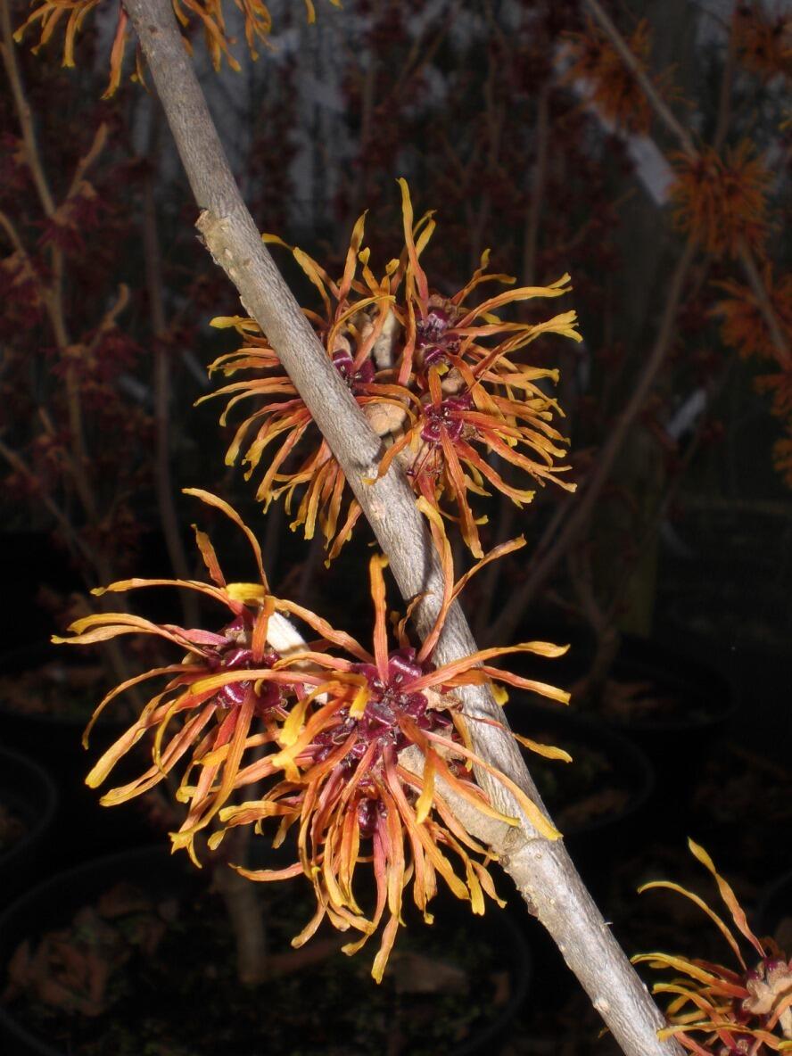 Hamamelis