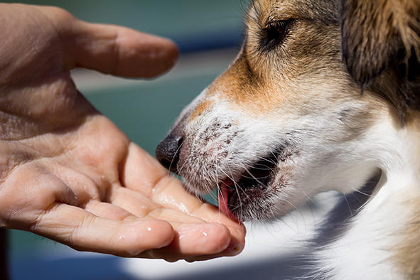 dog-licking---small.jpg