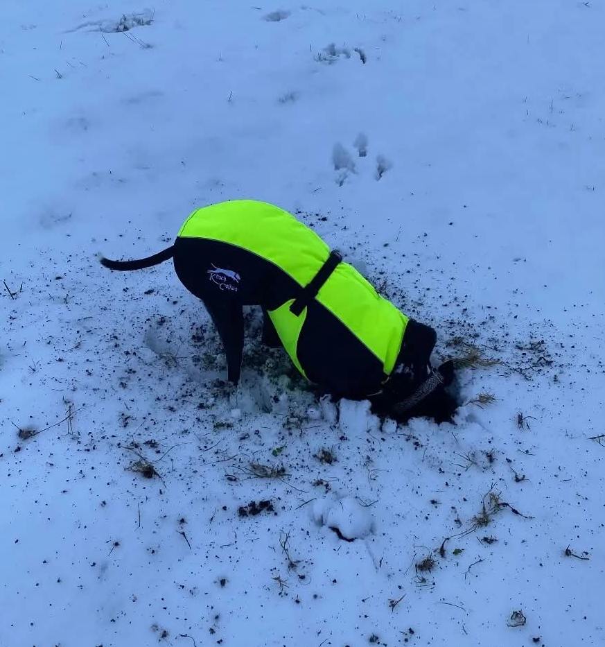 Sighthound Coats