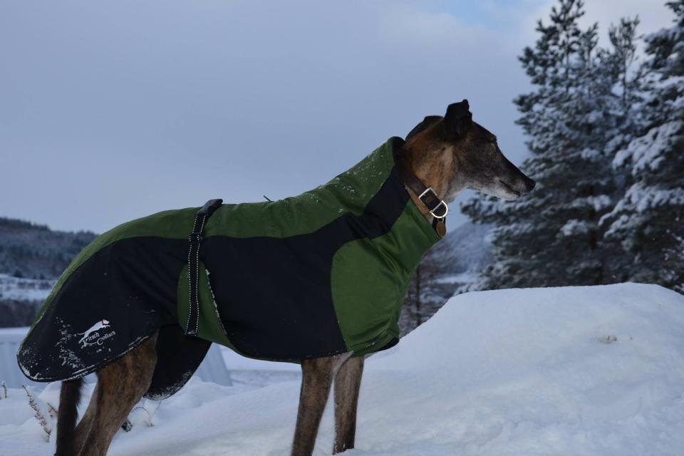 How to measure a lurcher for a coat best sale