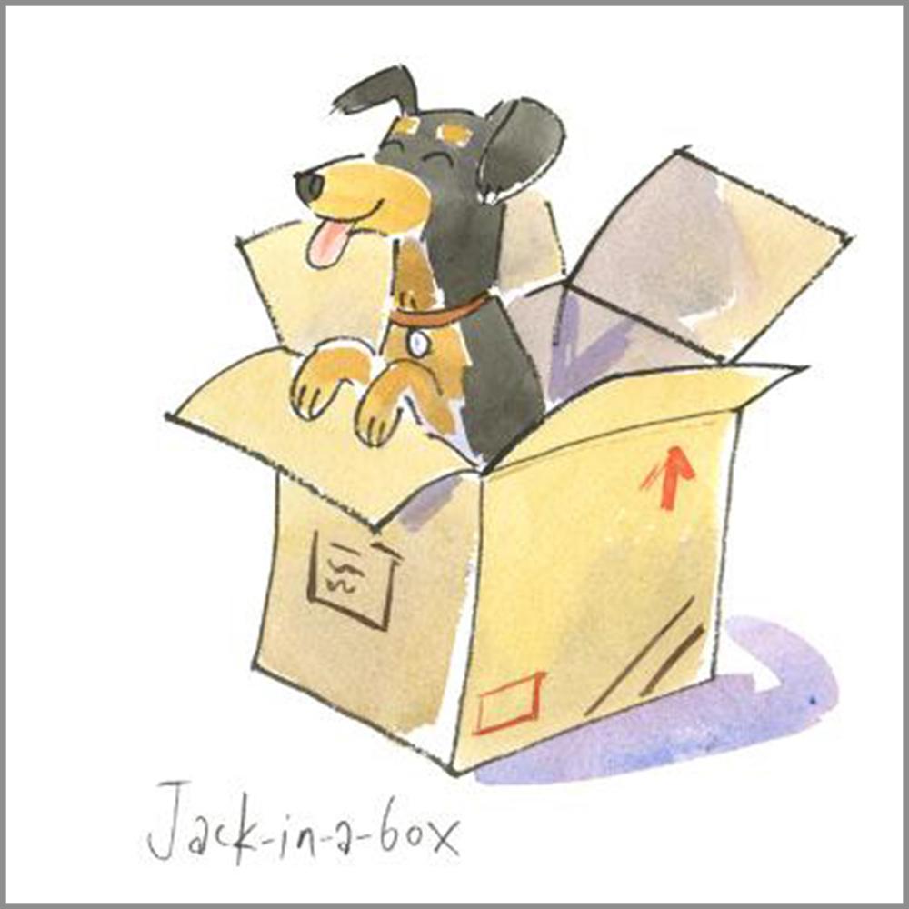 Jack Russell in a box