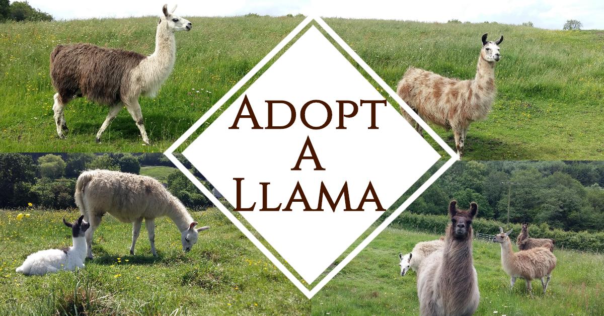 Adopt A Llama