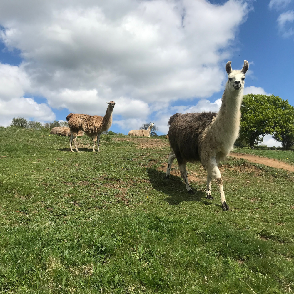 Meet the Hill House Llamas afterwards
