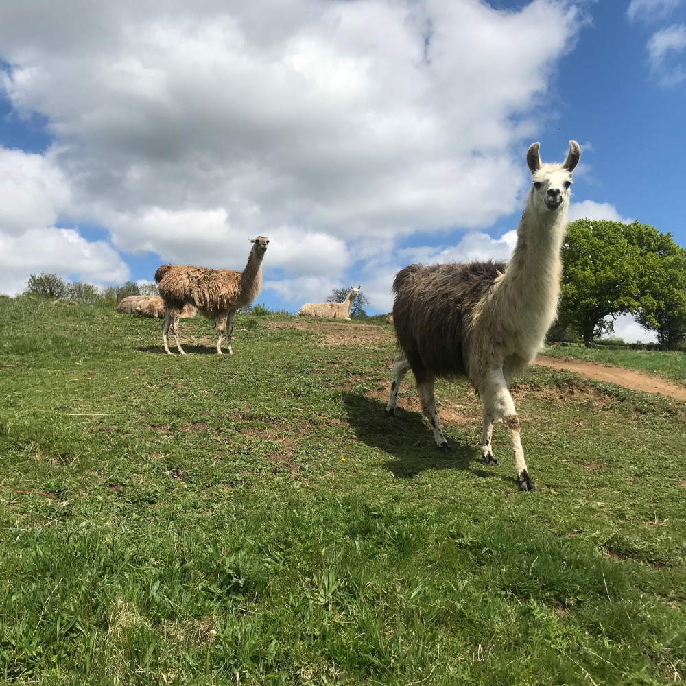 meet some of the Hill House Llamas afterwards