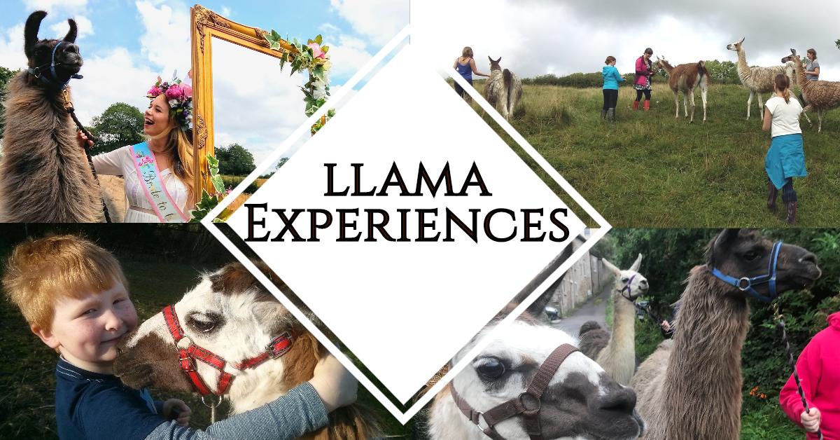 Llama Experiences