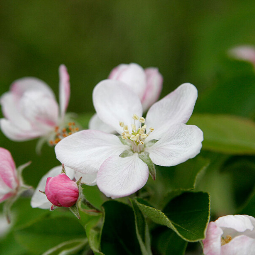 Apple Blossom Fragrance Oil