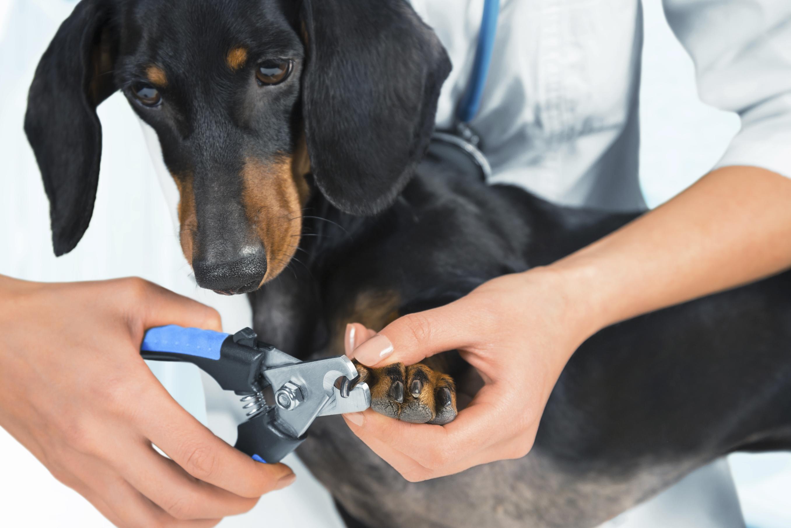 Trimming black deals dog nails