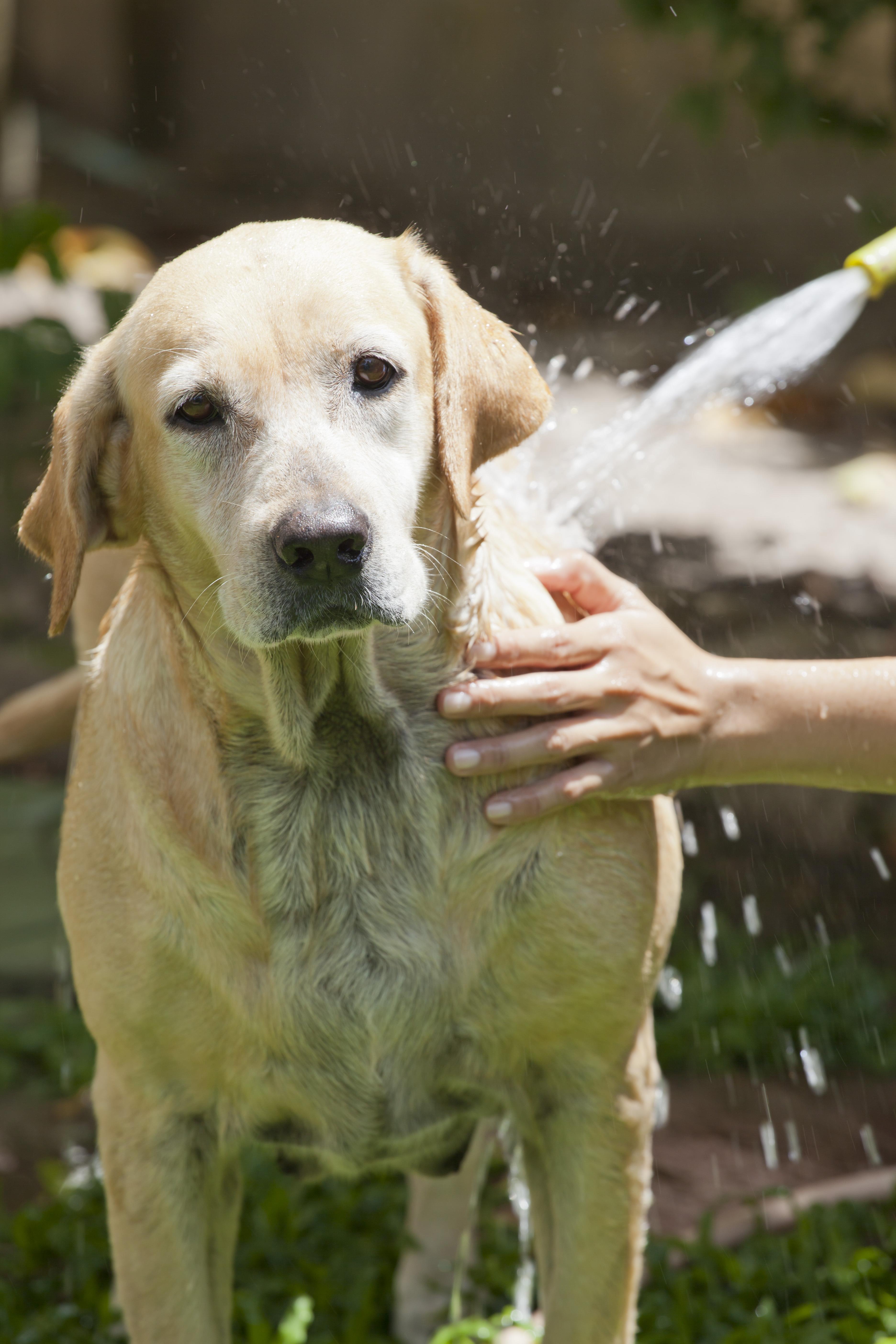 Dog shampoo for muddy dogs