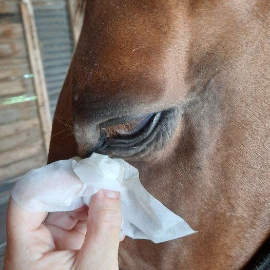 Aqueos - Fly bites on Horses