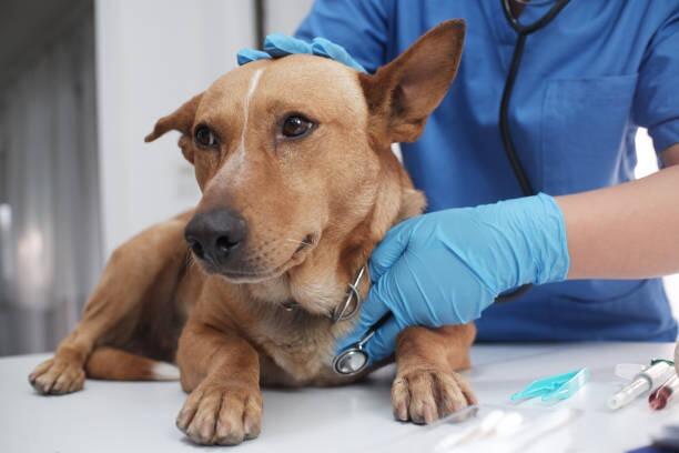 Aqueos - How to disinfect your home if your dog has giardia