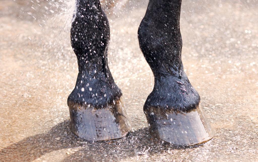 Aqueos - Why does my horse’s hoof smell? Vet guide to smelly feet in equines