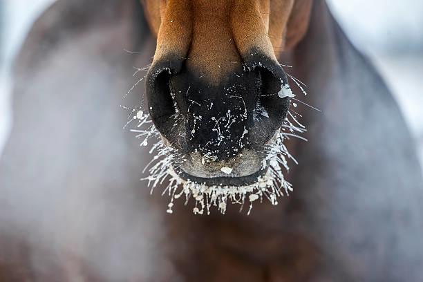 Aqueos - Boosting your horse’s immunity in the winter