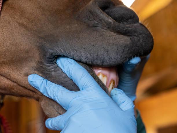 Aqueos - Caring for your Horse's Teeth