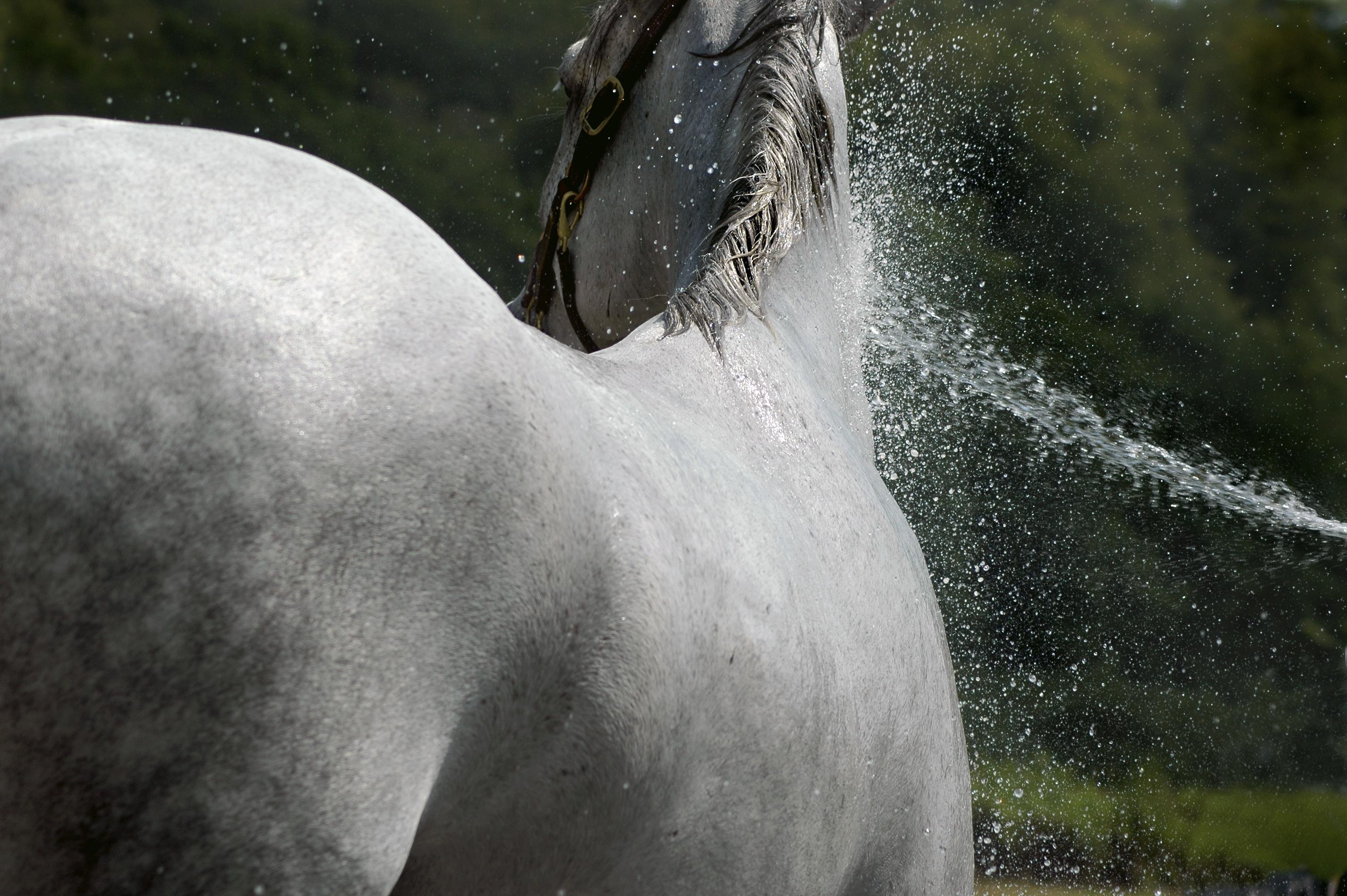 Aqueos Horse Shampoo for Ringworm
