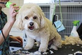 Aqueos - Grooming dogs with skin allergies