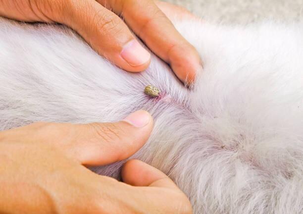 Aqueos First Aid Spray and Ticks on Dogs