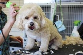 Aqueos - Why is it important to disinfect grooming equipment?