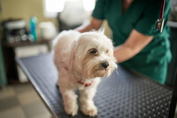 Aqueos - When to refer a dog grooming client to their vet